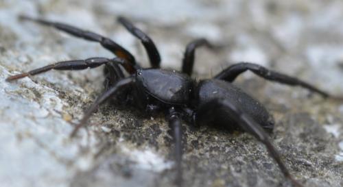 Réf. 230 437 : Zelotes sp.